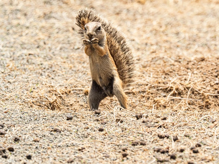 a squirrel standing on its hind legs in the dirt, pexels contest winner, hurufiyya, on the african plains, spiky, kung fu, female gigachad