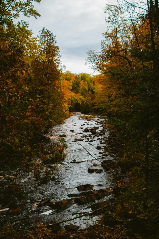 a stream running through a forest filled with lots of trees, a picture, unsplash contest winner, hudson river school, vermont fall colors, 2 5 6 x 2 5 6 pixels, quebec, looking threatening