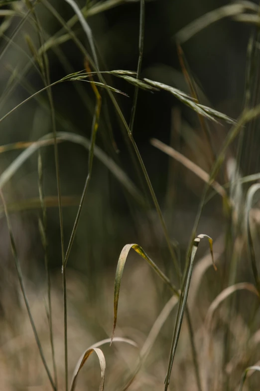 a red fire hydrant sitting in the middle of a field, a picture, unsplash, australian tonalism, tall grown reed on riverbank, zoomed in shots, muted green, seeds