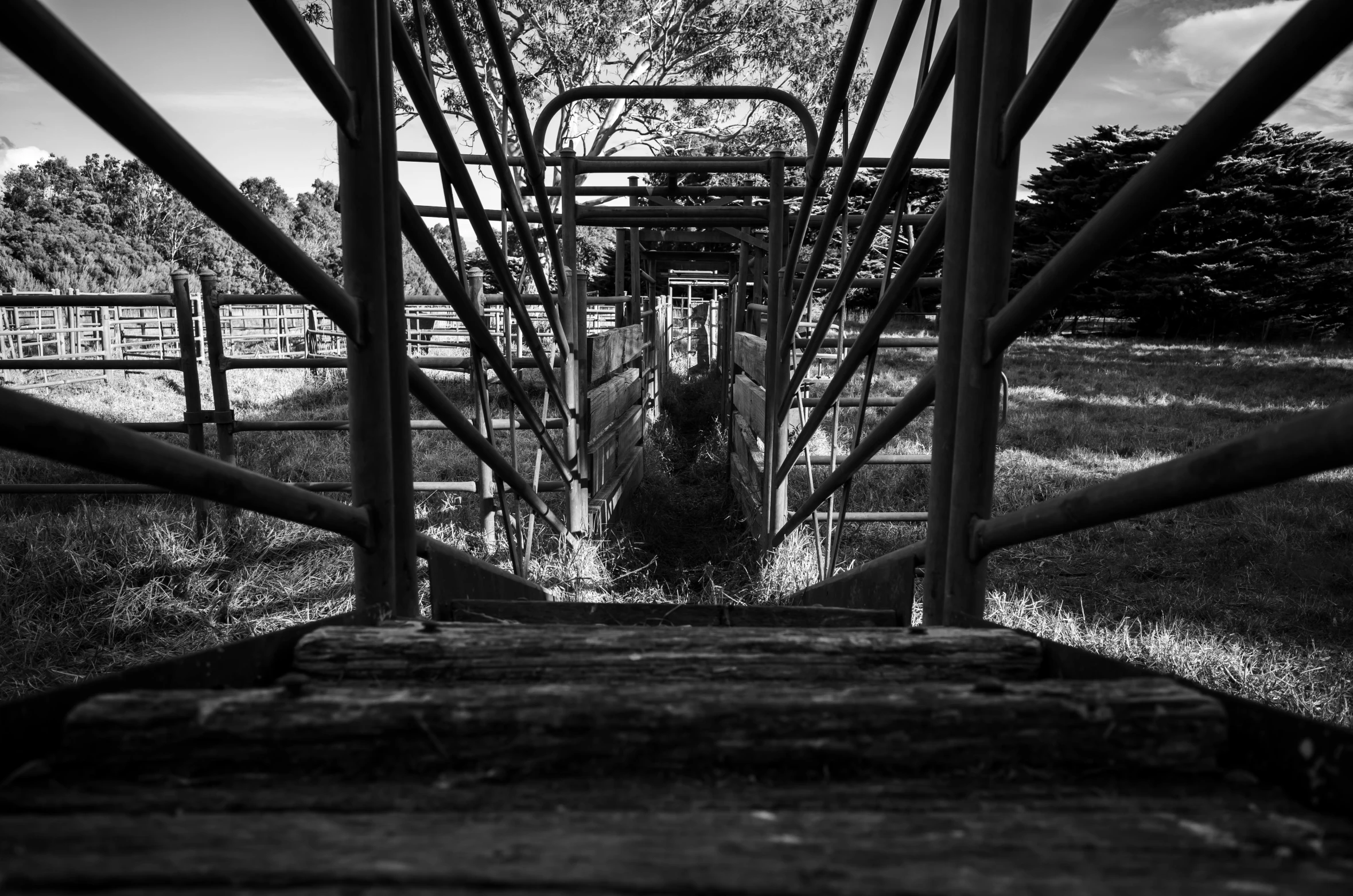 a black and white photo of a horse in a fenced in area, inspired by George Pirie, unsplash, process art, wooden bridge, coming down the stairs, shot with a gopro, lachlan bailey