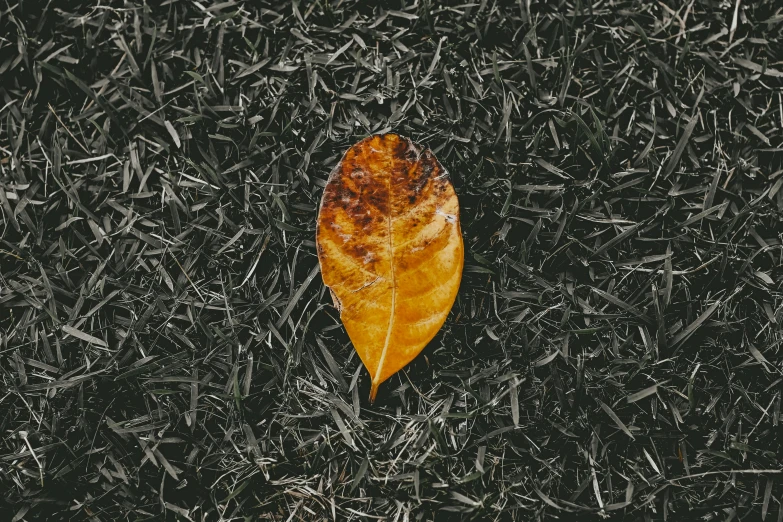 a leaf that is laying in the grass, an album cover, inspired by Elsa Bleda, unsplash contest winner, ignant, grey orange, we didn't start the fire, 15081959 21121991 01012000 4k