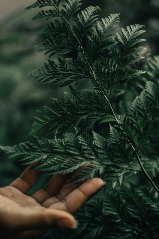 a person holding a plant in their hand, inspired by Elsa Bleda, trending on pexels, hurufiyya, black fir, deep green, made of leaves, full frame image