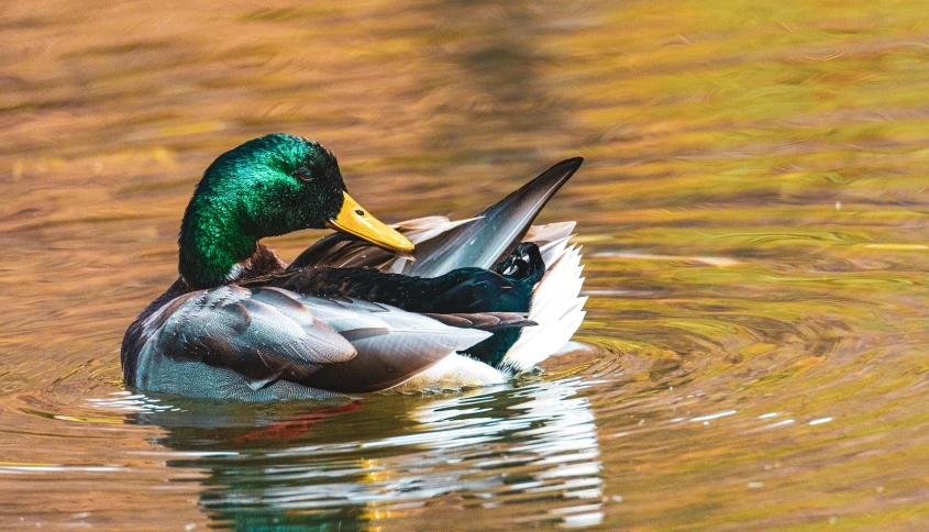 a couple of ducks floating on top of a body of water, gold and green, today's featured photography 4k, fall vibrancy, multicoloured