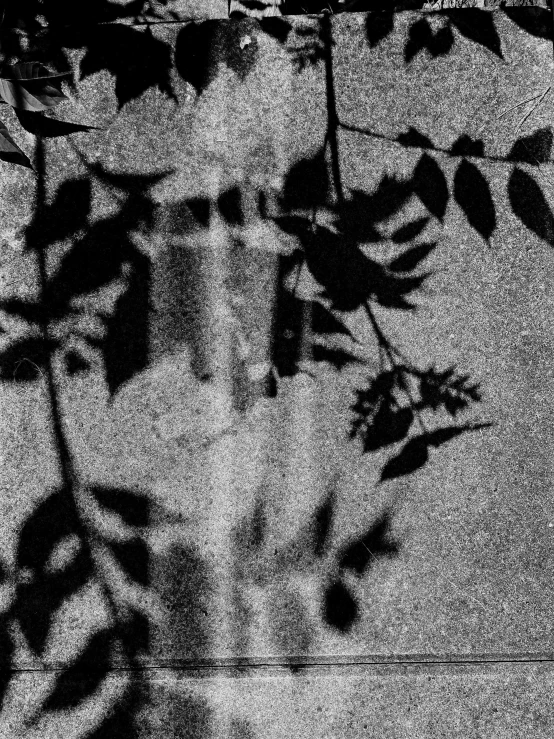 a black and white photo of a cat in a tree, a black and white photo, by Raoul Ubac, conceptual art, vhs distortion, shadows. asian landscape, strange flora, an abstract
