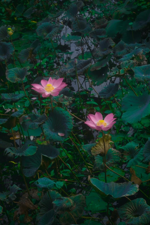 a couple of pink flowers sitting on top of a lush green field, inspired by Elsa Bleda, unsplash contest winner, lotus pond, in a deep lush jungle at night, vietnam, taken on iphone 1 3 pro