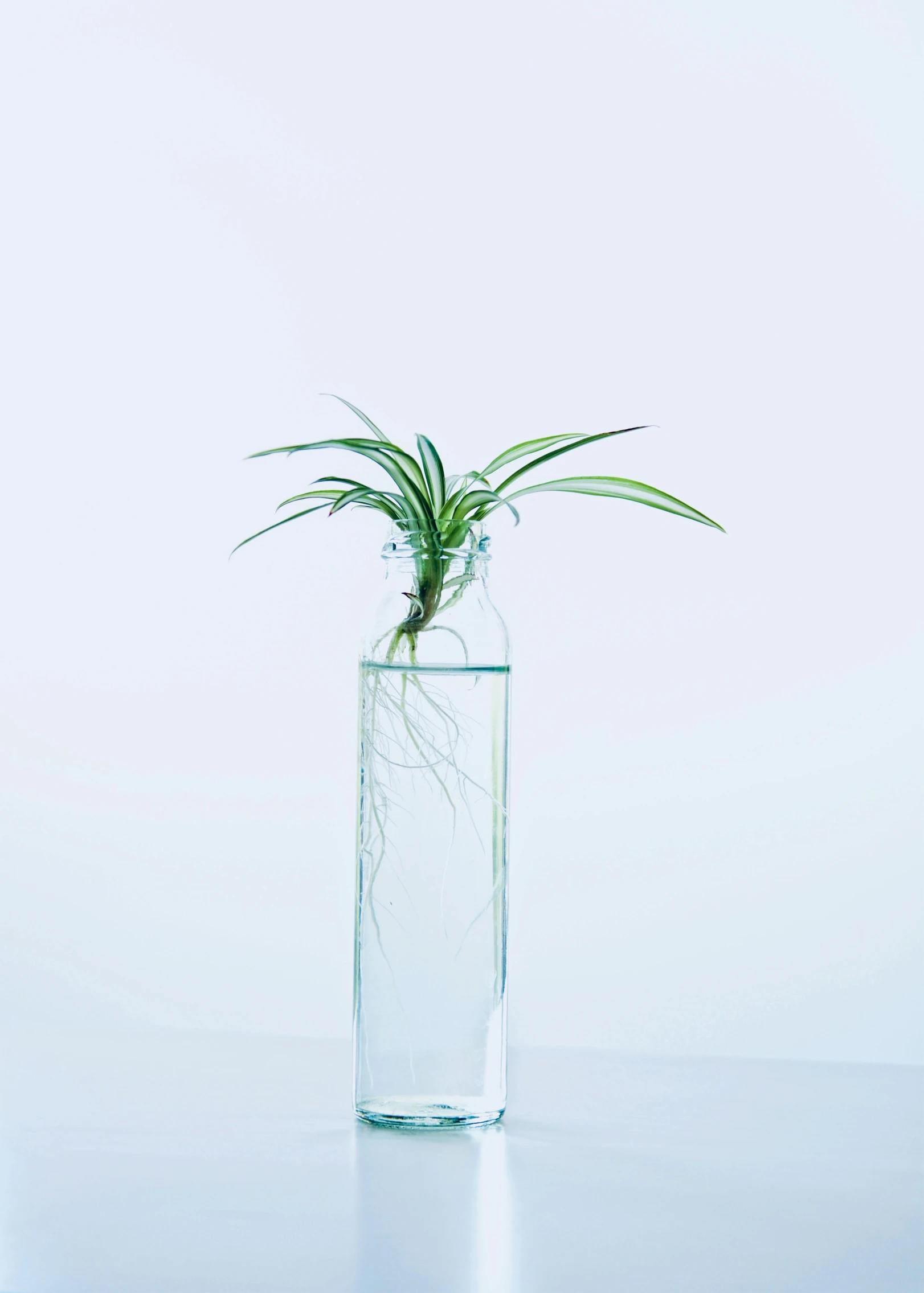 a plant in a glass vase on a table, inspired by Shigeru Aoki, unsplash, minimalism, water bottle queen, intertwined full body view, detailed product image, bioart