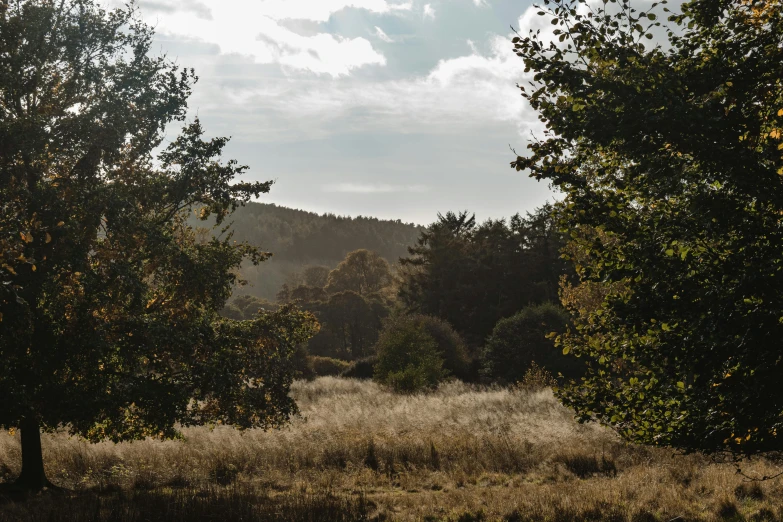 a couple of trees that are in the grass, inspired by William Stott, unsplash, in avila pinewood, autumnal, vista view, grey