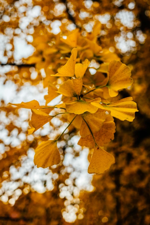 a close up of a tree with yellow leaves, by Niko Henrichon, pexels contest winner, gold flaked flowers, high quality photo, minn, “ golden chalice