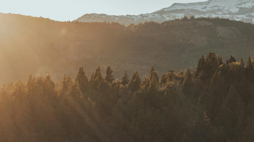 a herd of cattle standing on top of a lush green hillside, by Peter Churcher, unsplash contest winner, hurufiyya, sun shining through the trees, chilean, last light on mountain top, dark pine trees