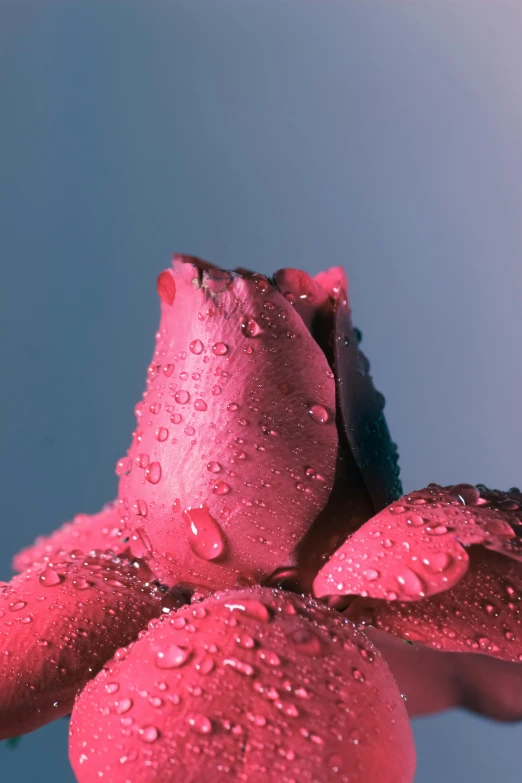 a close up of a flower with water droplets on it, a macro photograph, by Jan Rustem, romanticism, blue and pink, red roses, today\'s featured photograph 4k, full body close-up shot