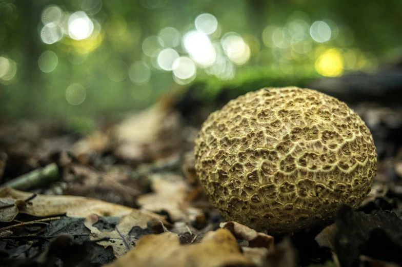 a close up of a mushroom on the ground, a stipple, by Jesper Knudsen, unsplash, jungle fruit, coxcomb, moss ball, low - angle