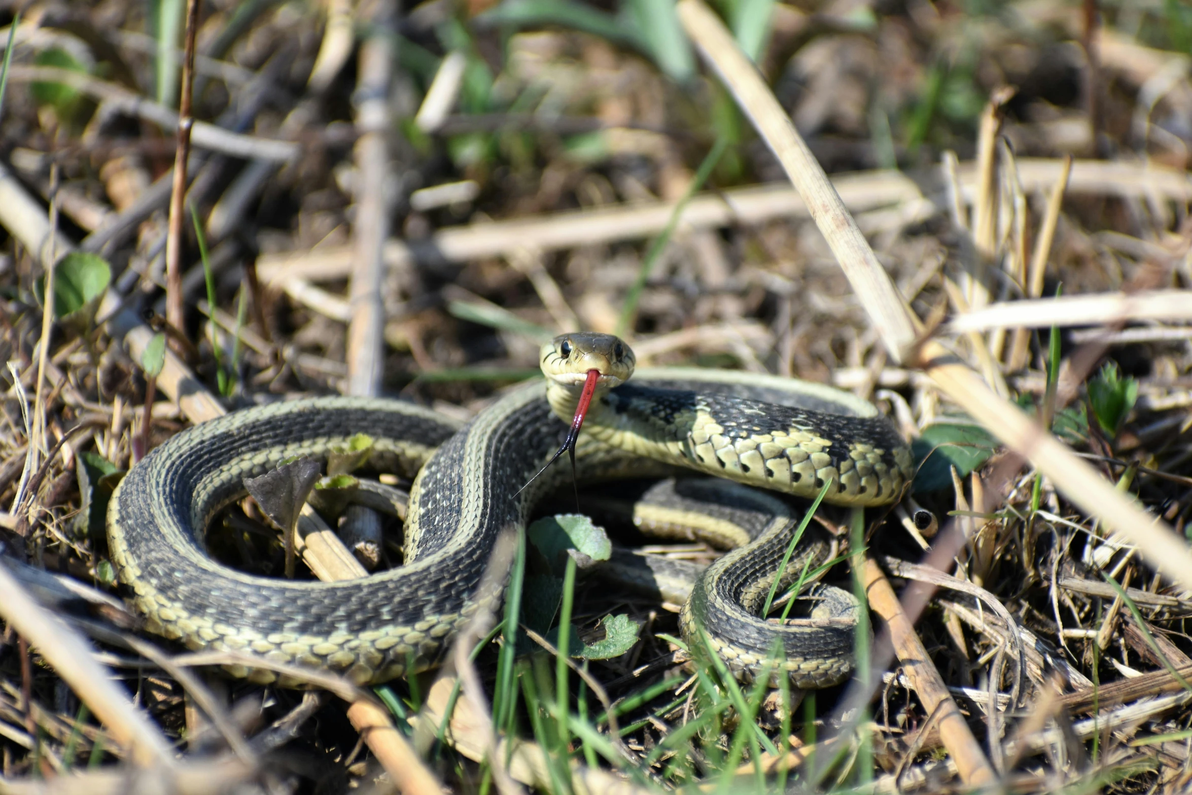 a close up of a snake in the grass, a portrait, by Emma Andijewska, pixabay, shocked, hunting, small, avatar image