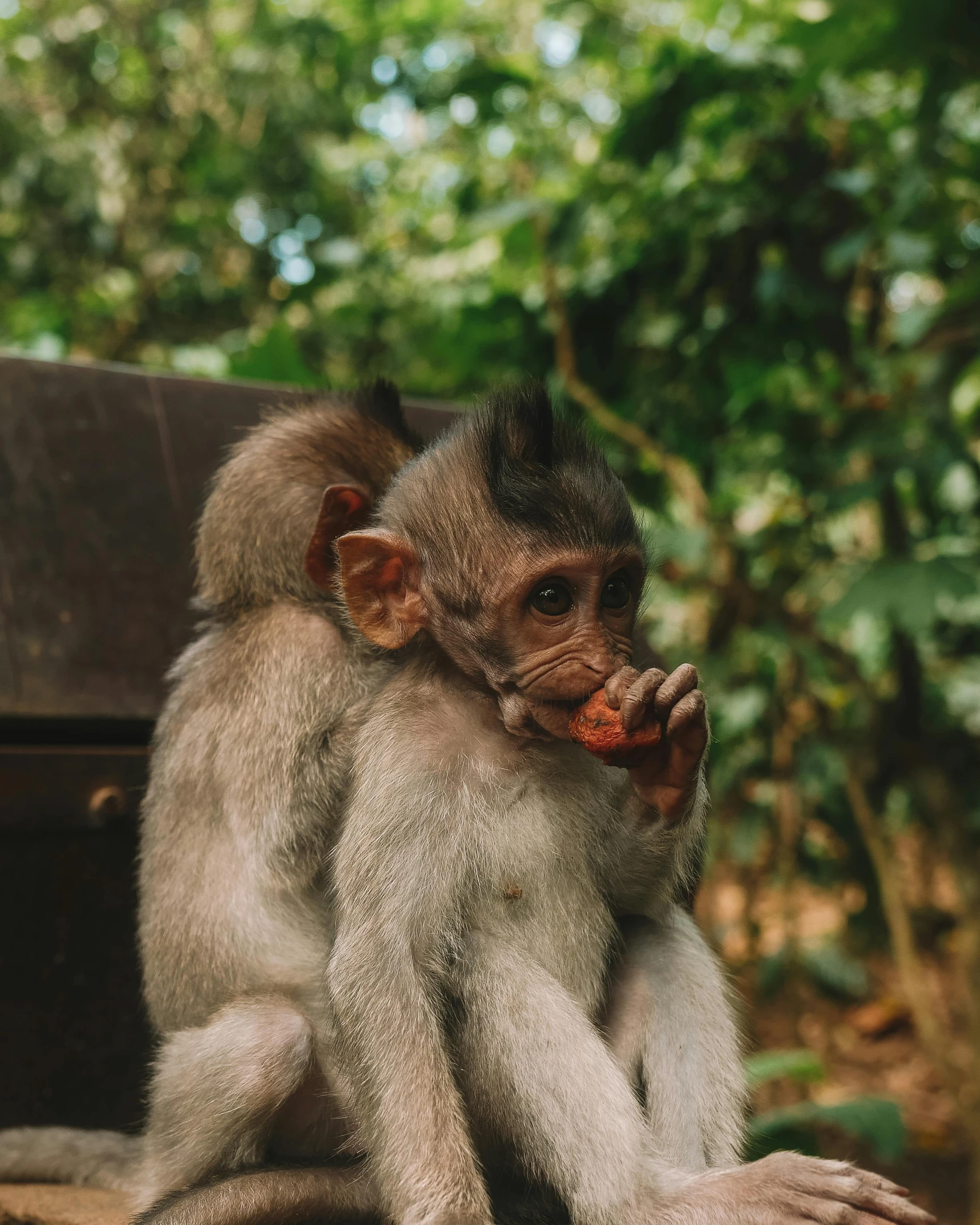 a monkey sitting on top of a wooden bench, sitting on a leaf, holding each other, ready to eat, top selection on unsplash