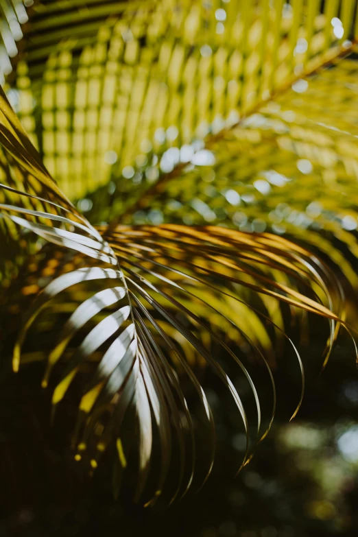 a close up of a palm leaf on a tree, inspired by Elsa Bleda, unsplash, yellow and olive color scheme, dimly - lit, lush plants, curved