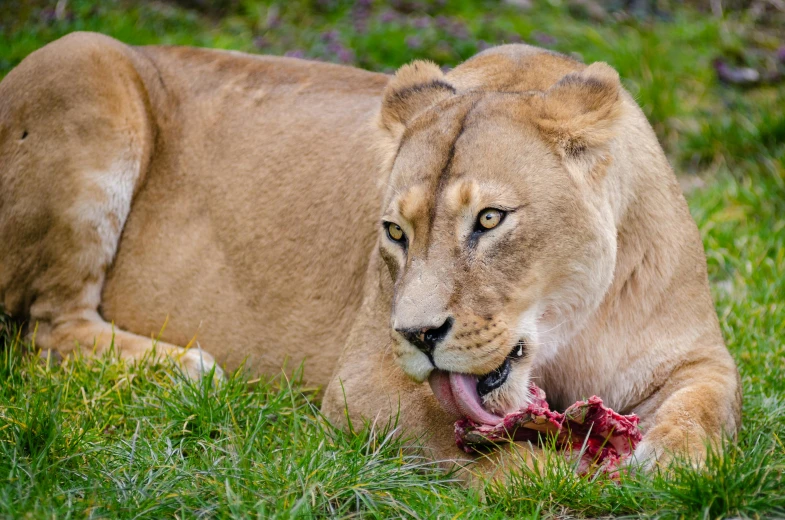 a lion laying on top of a lush green field, eating meat, winning photograph, close-up photograph