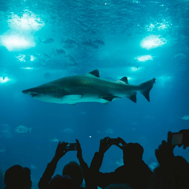 a group of people taking pictures of a shark, a picture, by Matija Jama, pexels contest winner, biodome, 2 5 6 x 2 5 6 pixels, stark light, rectangle