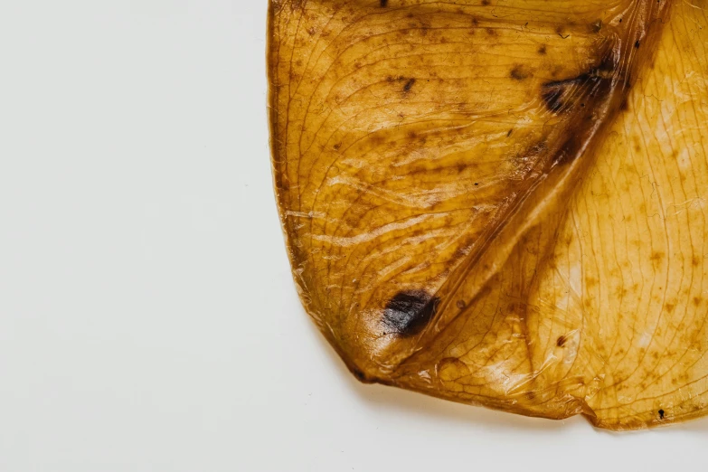 a close up of a banana on a white surface, by Ellen Gallagher, hurufiyya, maple syrup sea, smokey burnt envelopes, te pae, background image