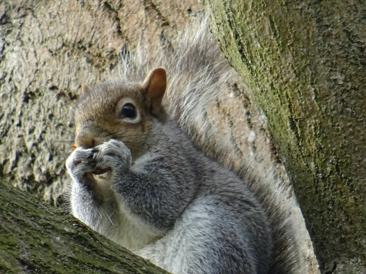 a close up of a squirrel on a tree, pexels contest winner, renaissance, ready to eat, silver, various posed, grain”