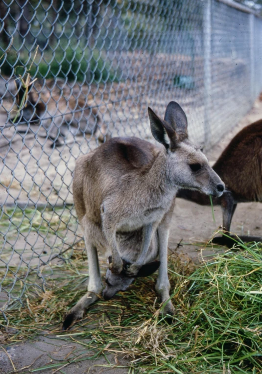 a couple of kangaroos standing next to each other, in 2 0 0 2, crouching, loosely cropped, behind bars