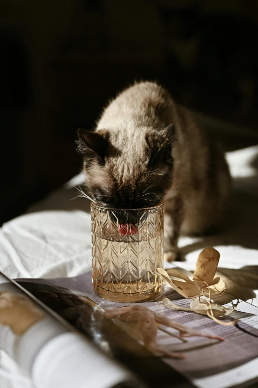 a cat sitting on top of a bed next to a glass, a still life, unsplash, malt, dappled in evening light, gif, rum