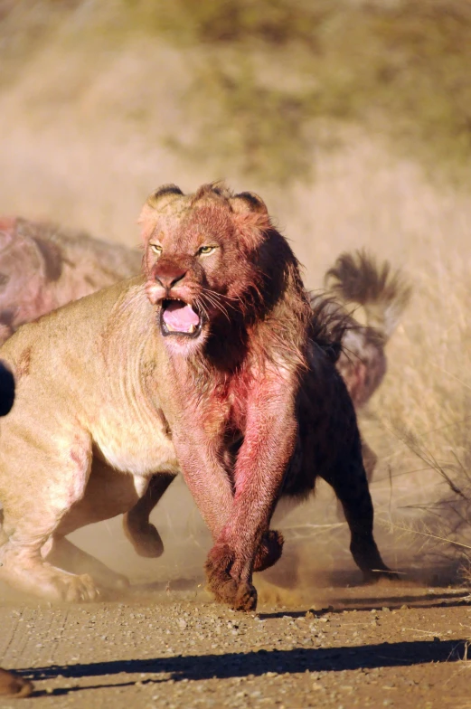 a lion attacking a wildebeest in the wild, pexels contest winner, process art, looking at bloody fist, in a dusty red desert, slide show, close up front view