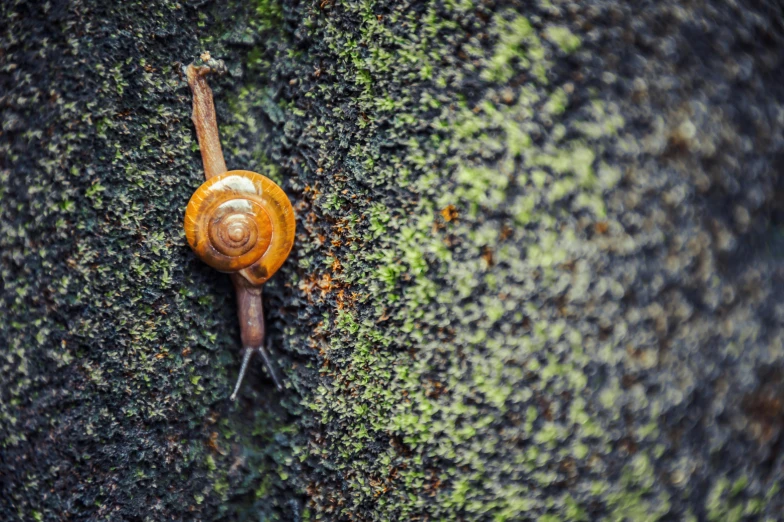 a snail crawling on the side of a tree, by Adam Marczyński, unsplash, renaissance, concrete, grain”, 2000s photo, moss