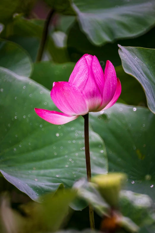 a pink flower sitting on top of a green leaf, mystical kew gardens, lotus pond, paul barson, crimson