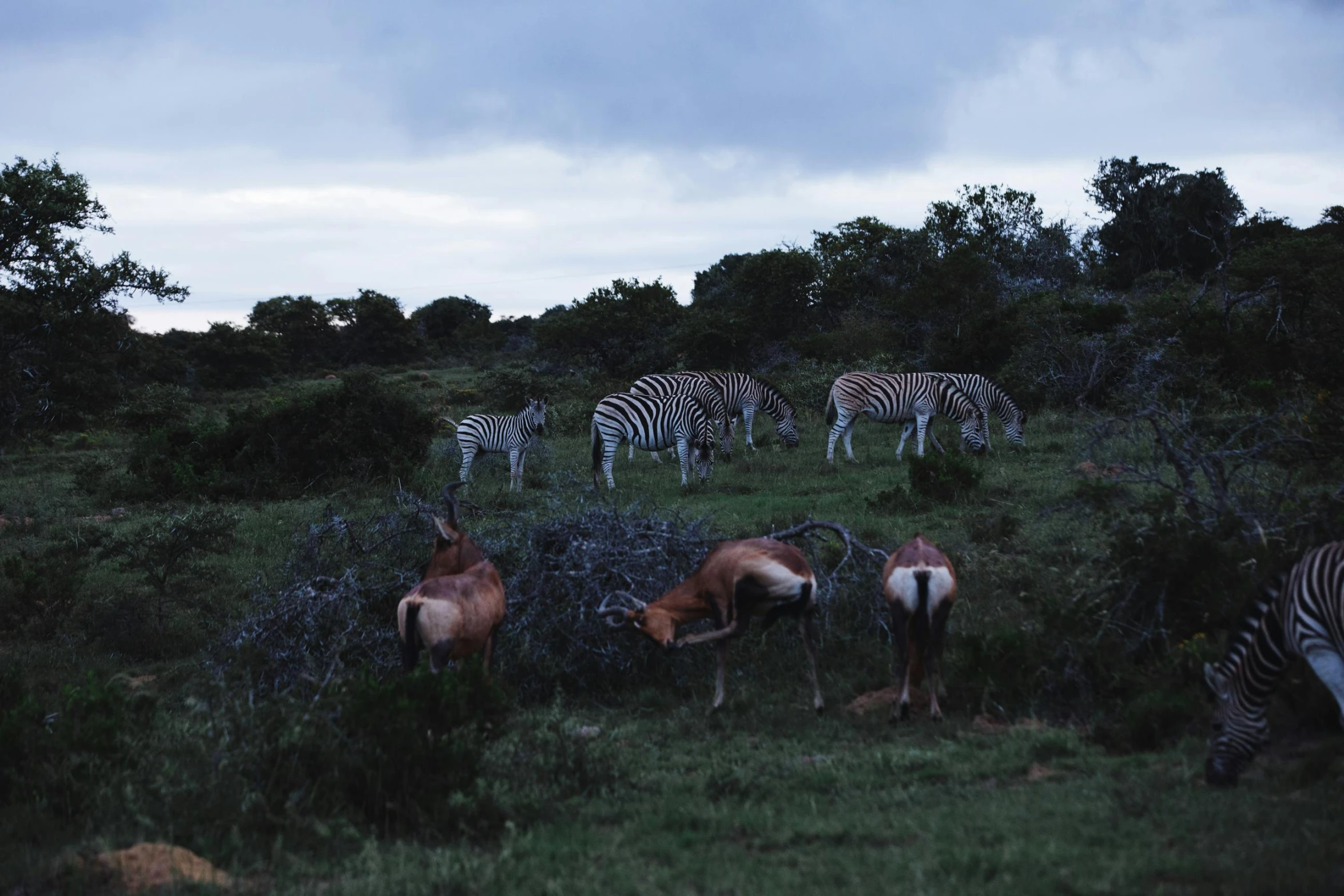 a herd of zebra standing on top of a lush green field, at night, grey skies, south african coast, breakfast