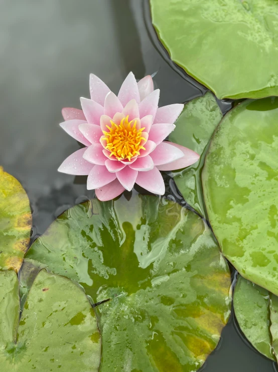 a pink flower sitting on top of a green leaf covered pond, in a pond