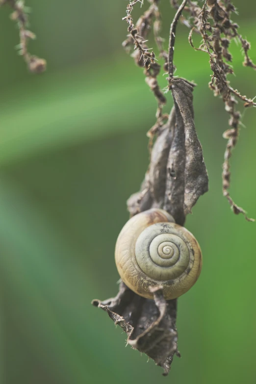 a close up of a snail on a plant, hanging from a tree, slide show, david kassan, te pae