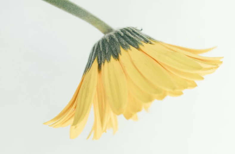 a close up of a yellow flower on a stem, a macro photograph, by Yasushi Sugiyama, trending on unsplash, postminimalism, on a white table, daisy, bending down slightly, close-up product photo