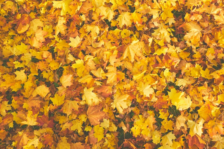 a bunch of yellow leaves laying on the ground, pexels, 256x256, boards of canada, yellow carpeted, viewed from a distance