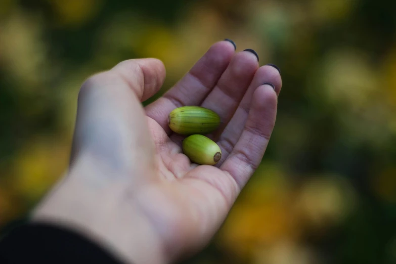 a person holding two green bananas in their hand, inspired by Ceferí Olivé, unsplash, hurufiyya, some oak acorns, autumn, high quality product image”, made of glazed