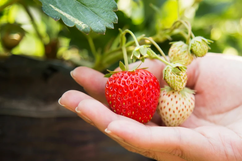 a person holding a strawberry in their hand, with fruit trees, profile image, small