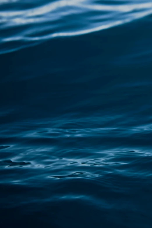 a bird flying over a body of water, by Jacob Toorenvliet, minimalism, midnight blue, close-up photograph, ((waves, prussian blue