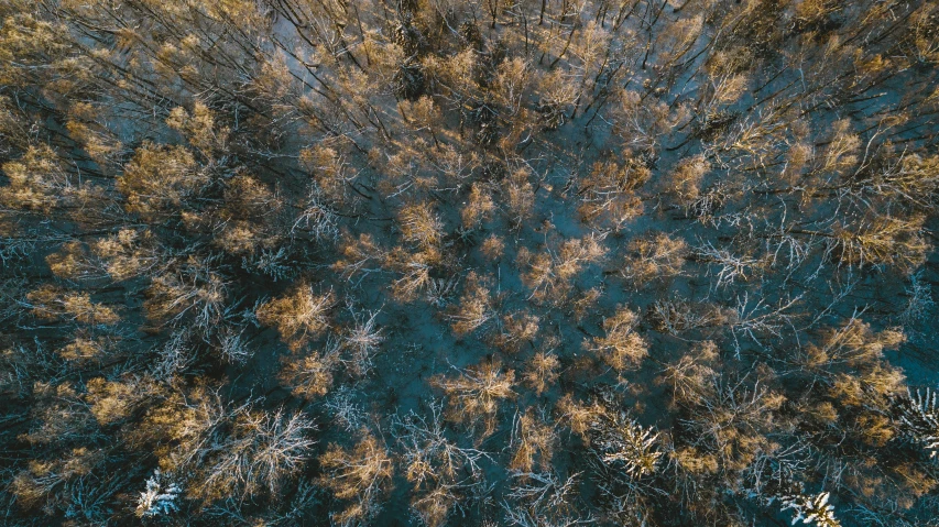 a forest filled with lots of trees covered in snow, inspired by Elsa Bleda, unsplash contest winner, land art, top down perspecrive, ((trees))