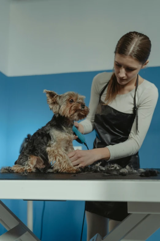a woman grooming a small dog on a table, muddy fur, from 8 k matte, professional result, fan favorite