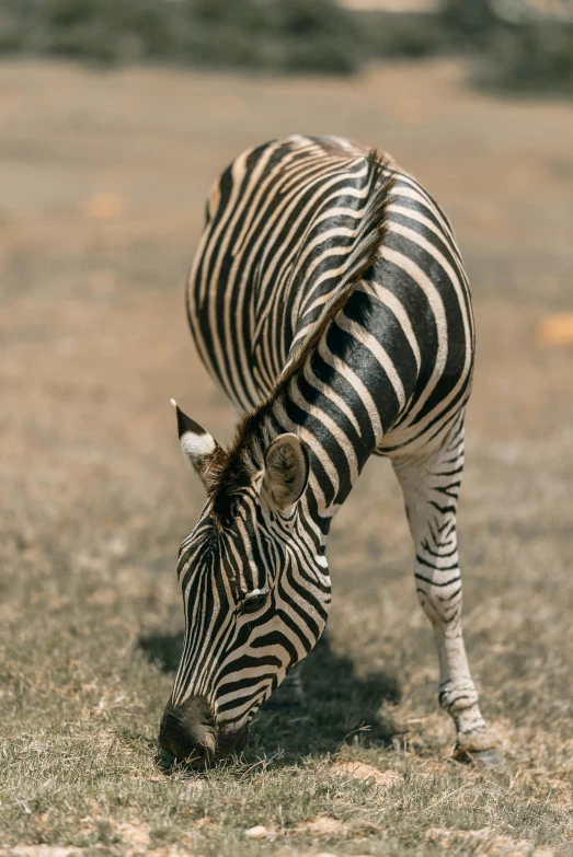 a zebra standing on top of a grass covered field, with a straw