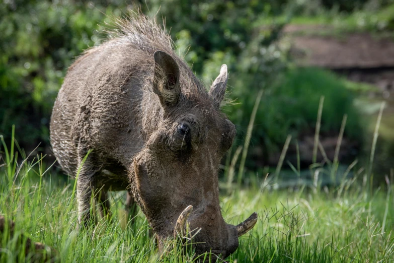 a warthog grazing in a grassy field, pexels contest winner, sumatraism, paul barson, sharply detailed, swedish, rustic