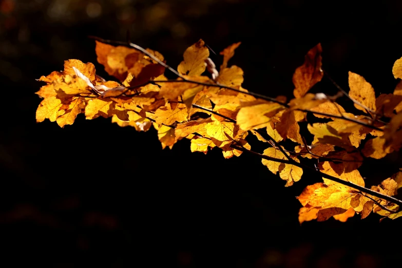 a branch with yellow leaves against a dark background, by Peter Churcher, pexels, fan favorite, orange glow, brown, nothofagus
