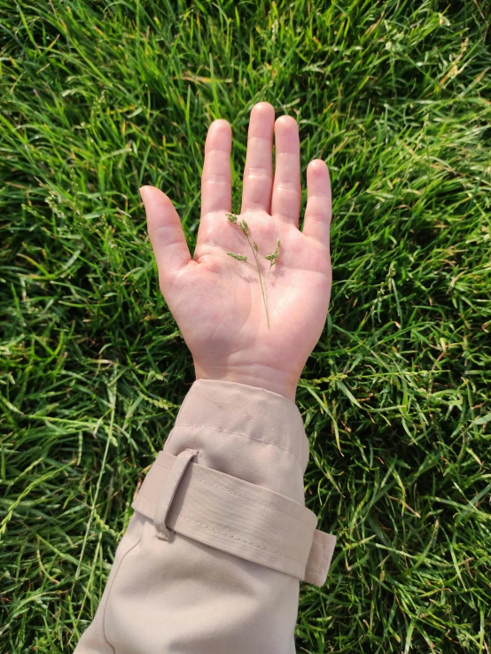 a person holding their hand out in the grass, by Jan Rustem, highly accurate, taken on iphone 14 pro, photosynthetic, three day growth