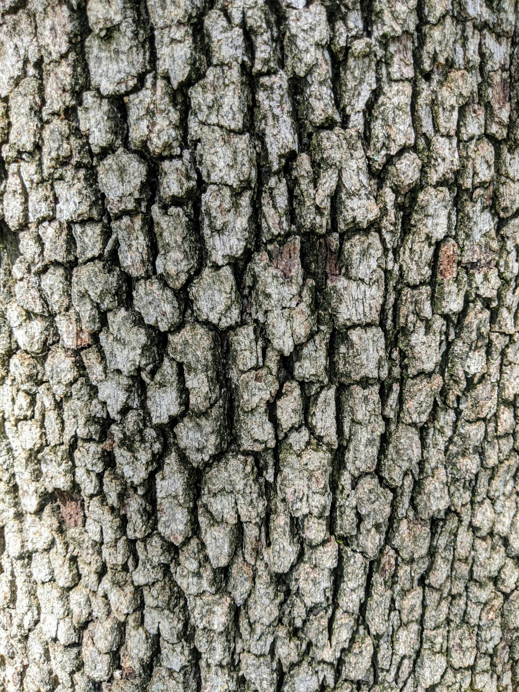 a close up of the bark of a tree, by Sven Erixson, trending on pexels, tall broad oaks, 8k fabric texture details, grain”, ((trees))
