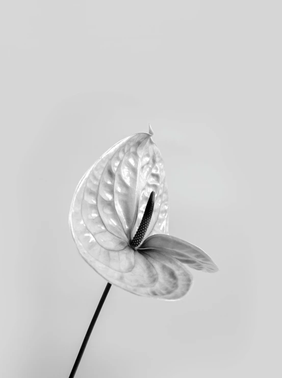 a black and white photo of a flower, by Rebecca Horn, minimalism, wings of a swan, metal orchid flower, 2 0 1 9, folded