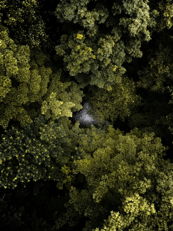 a forest filled with lots of green trees, a screenshot, by Adam Marczyński, unsplash contest winner, conceptual art, yellow artificial lighting, volumetric light from above, on black background, octagon render 8k