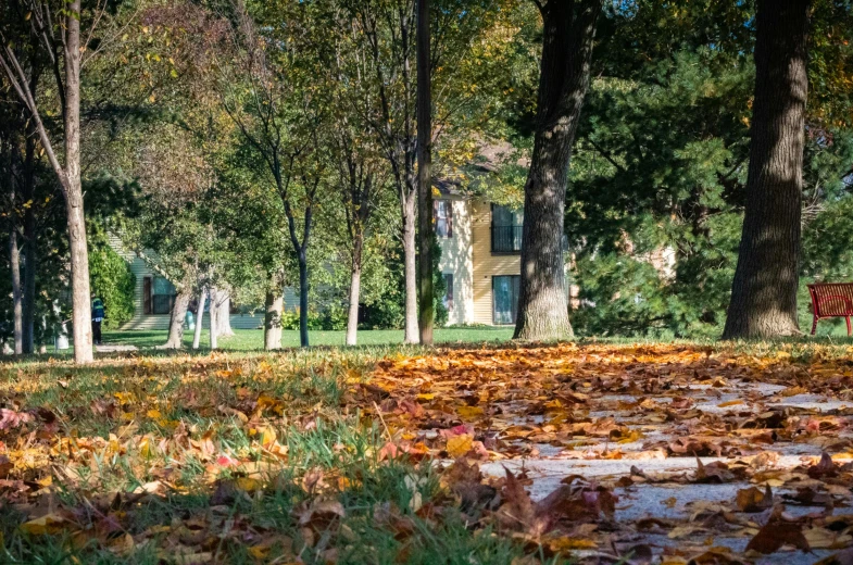 a red fire hydrant sitting on top of a lush green field, fall leaves on the floor, maple trees along street, thumbnail, iu
