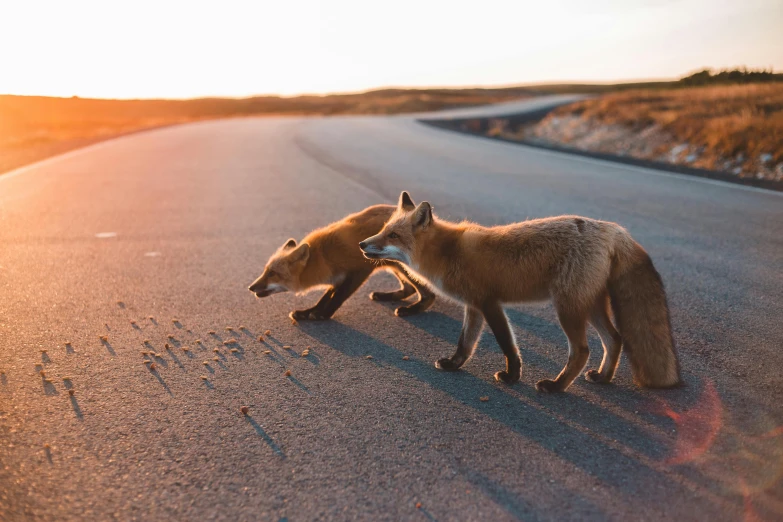 a couple of foxes standing on the side of a road, by Jesper Knudsen, pexels contest winner, sparkling in the sunlight, mutants roaming in the evening, pokemon in the wild, arctic