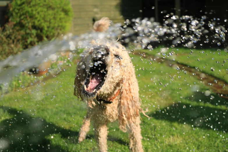 a dog running through a sprinkle of water, pexels contest winner, having fun in the sun, screensaver, conor walton, gardening