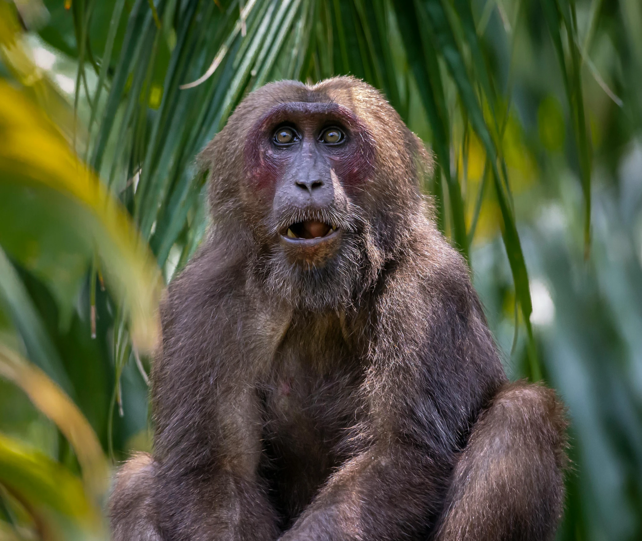 a monkey sitting on top of a tree branch, a portrait, pexels contest winner, sumatraism, with mouth open, calmly conversing 8k, full frame image, adi meyers