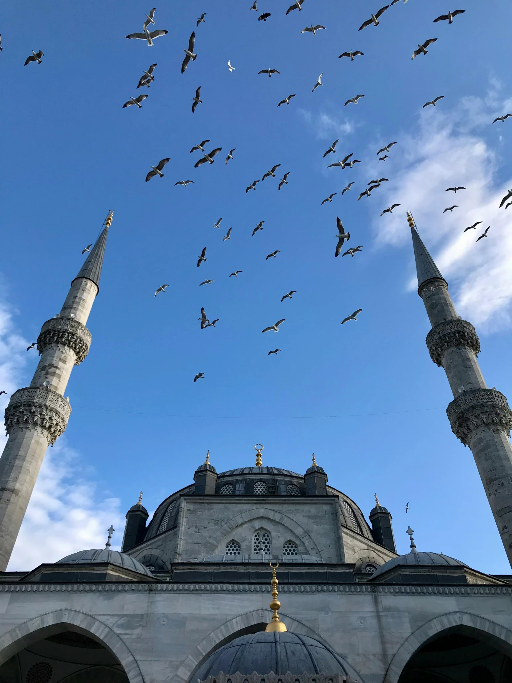 a large group of birds flying over a building, istanbul, profile image, fan favorite, blue and grey