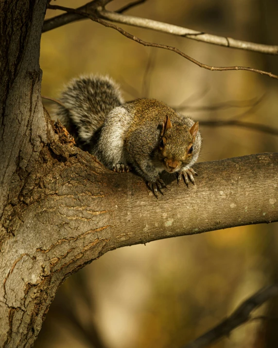 a squirrel sitting on top of a tree branch, pexels contest winner, renaissance, grey, bashful expression, late afternoon, climber